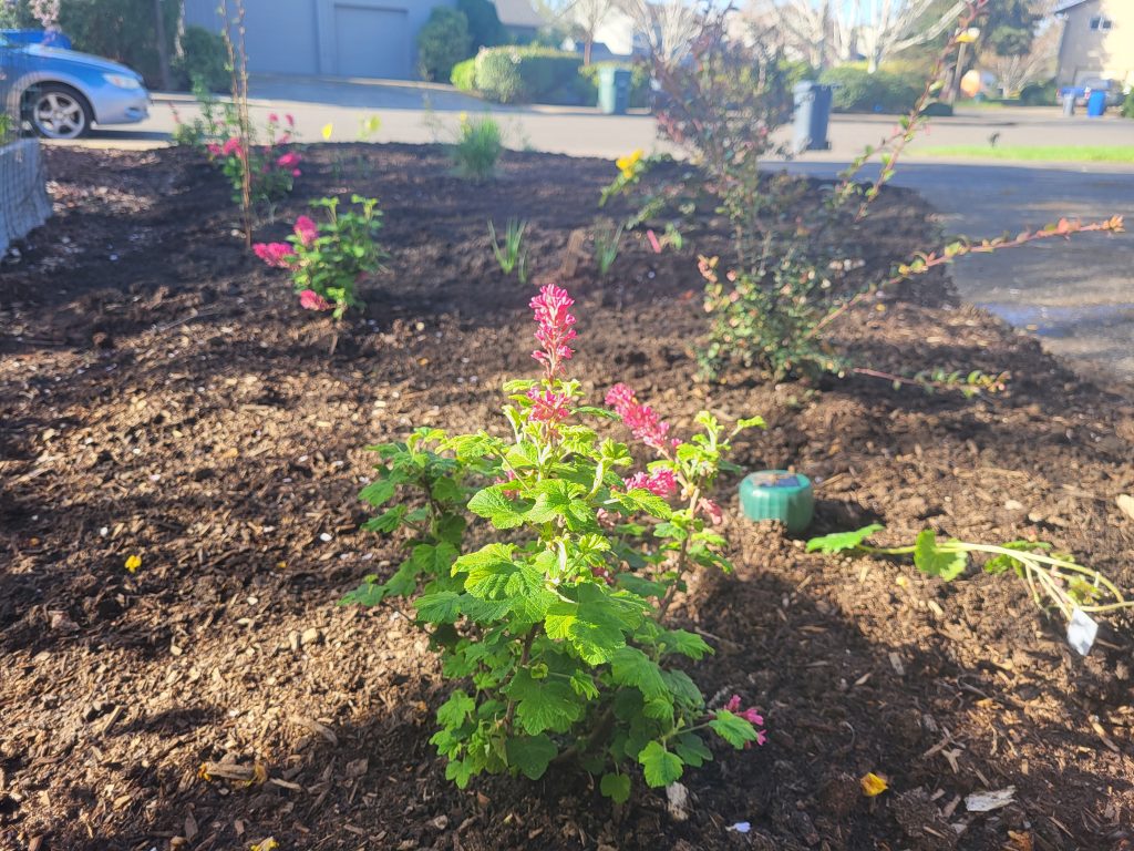 a garden with a pink flowering shrub