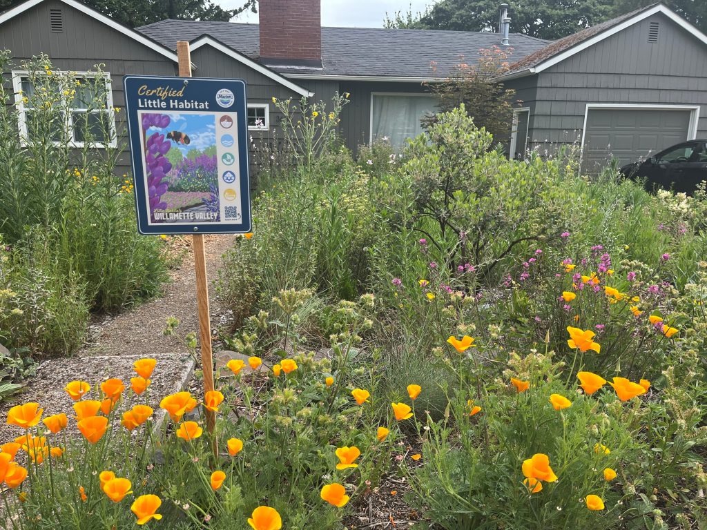 pollinator garden with orange flowers and shrubs