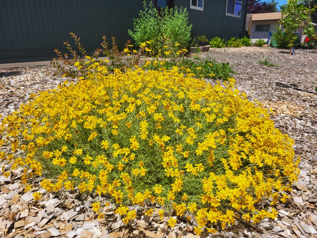 large clump of yellow flowers