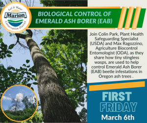 First Friday presentation advertisement with ash tree canopy loss photo in background.