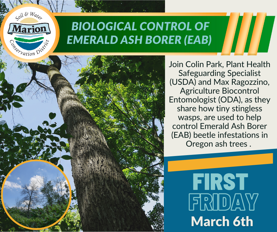 First Friday presentation advertisement with ash tree canopy loss photo in background.