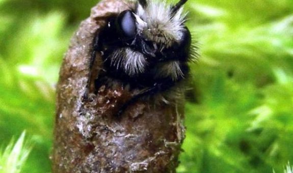 a mason bee emerges from a cocoon - its long antlers and fuzzy face poke out.