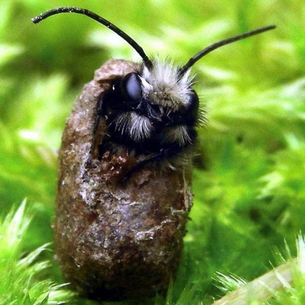 Mason Bees: The Unsung Heroes of Spring - Marion SWCD