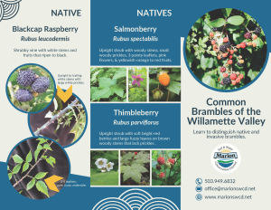 Brochure comparing characteristics of common brambles (Rubus sp.)