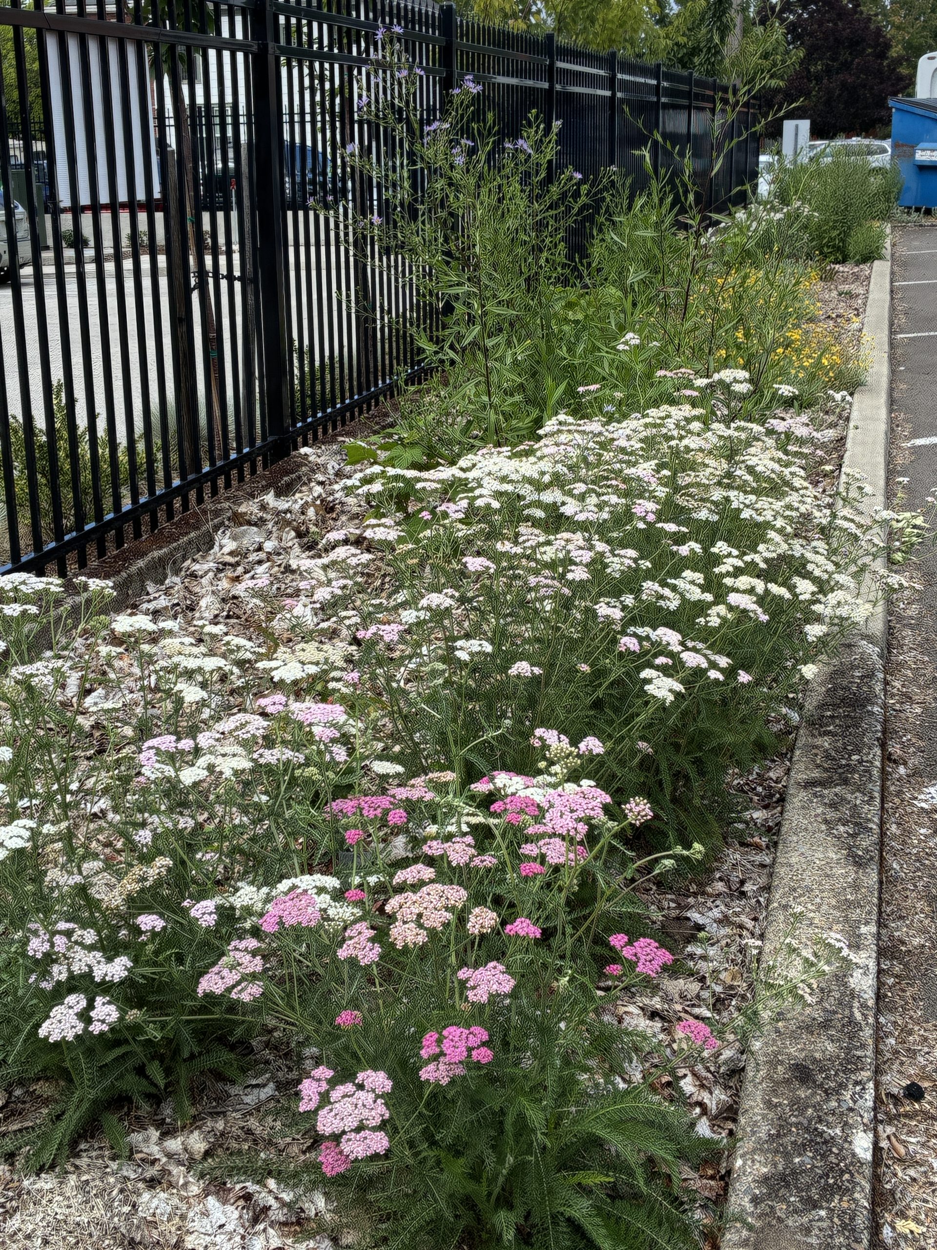 A parking lot strip containing white and pink flowers.