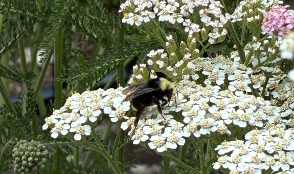 A black bumblebee on a flat, white flower