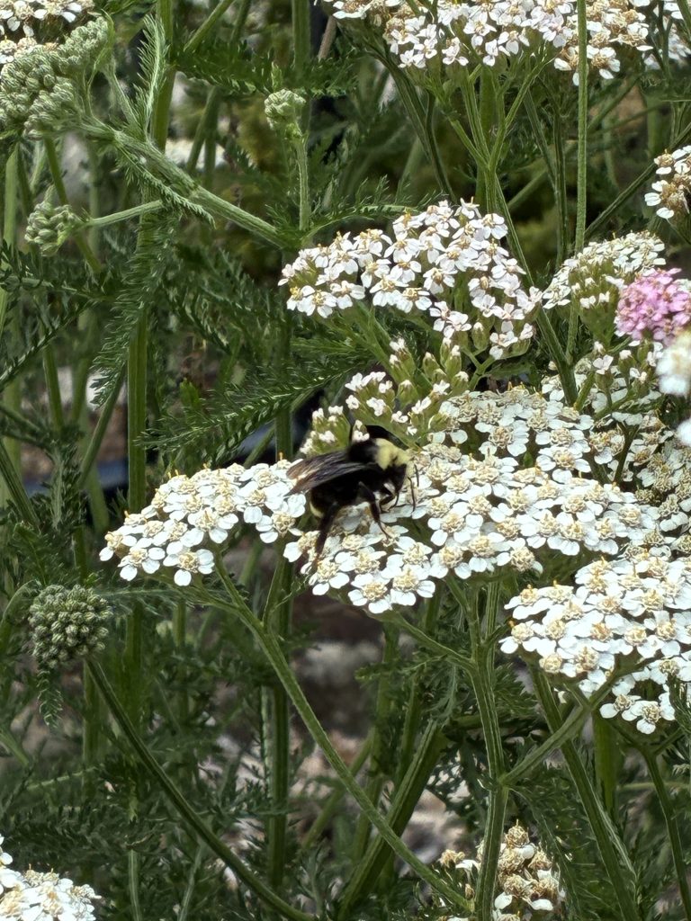A black bumblebee on a flat, white flower