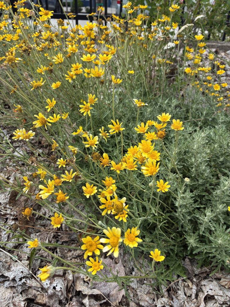 A small bush with yellow flowers