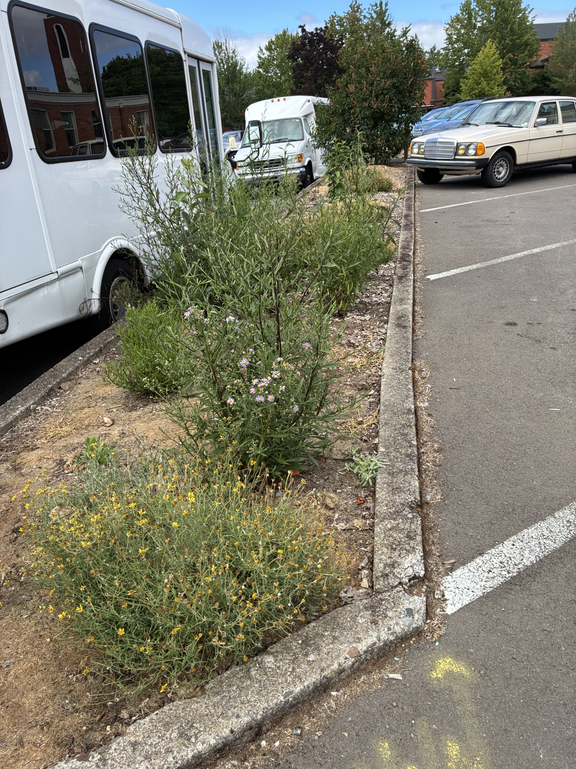 A parking lot strip with a few small bushes.