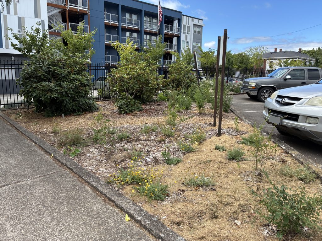 Small plants in the foreground with a few bushes in the back and cars parked along the right side.