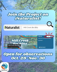 Mill creek waterway with iNaturalist observation information.