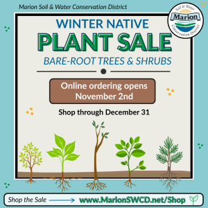 Bare-root tree and shrub graphic.