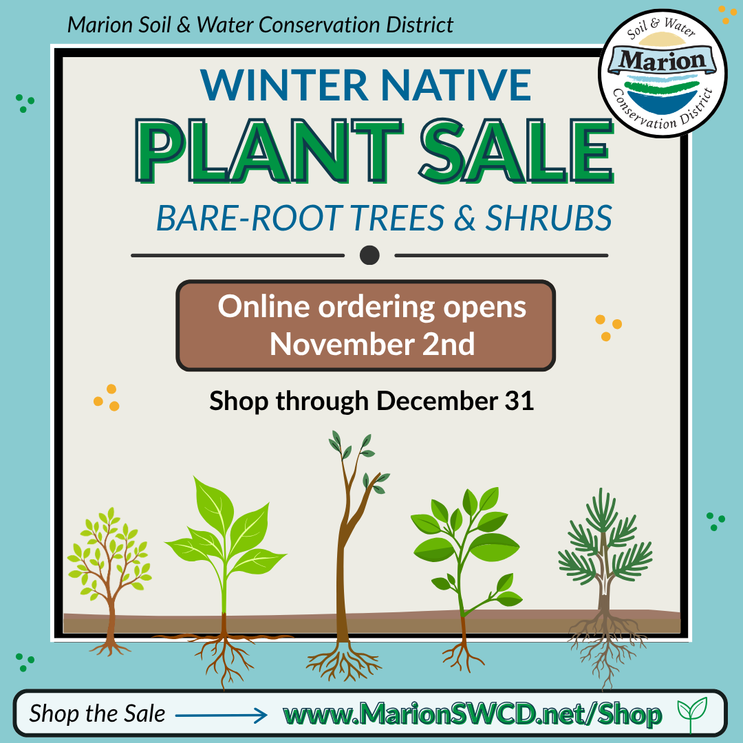 Bare-root tree and shrub graphic.